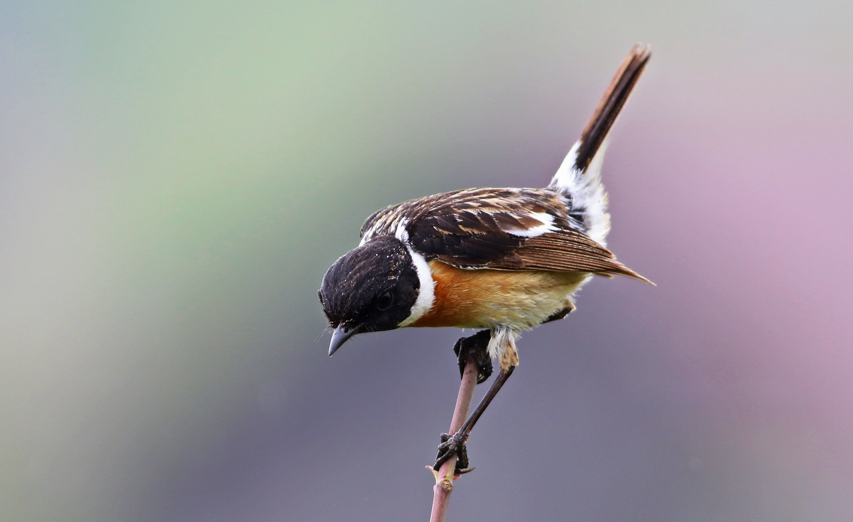 European Stonechat